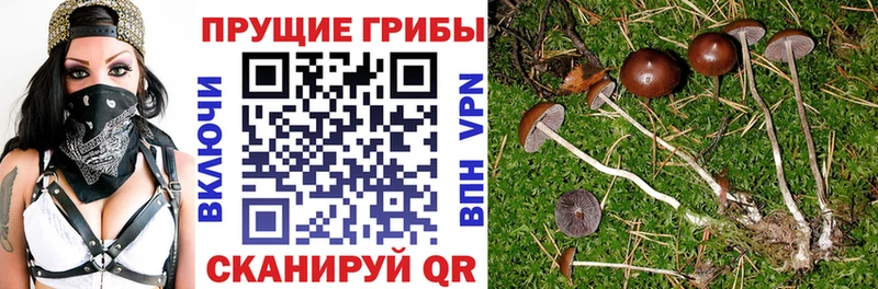 что такое   Елец  Галлюциногенные грибы ЛСД 